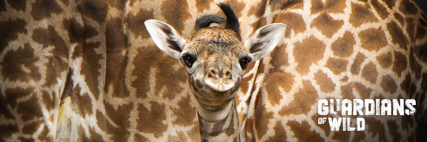 TheTorontoZoo's profile banner image