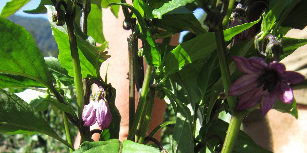 HotWinterSauce's profile banner image