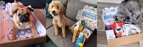 woofboxuk's profile banner image