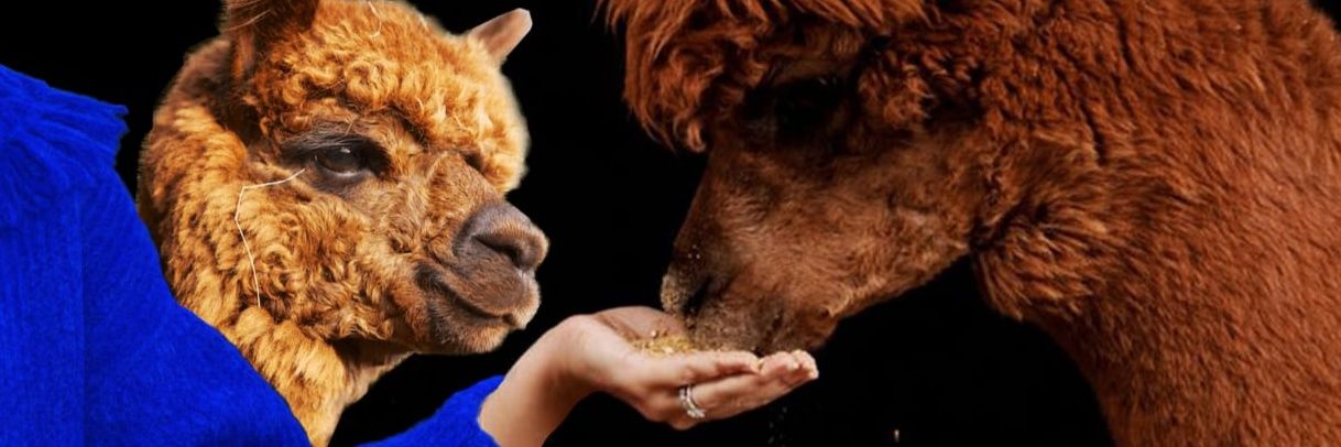 BeAlpaca's profile banner image