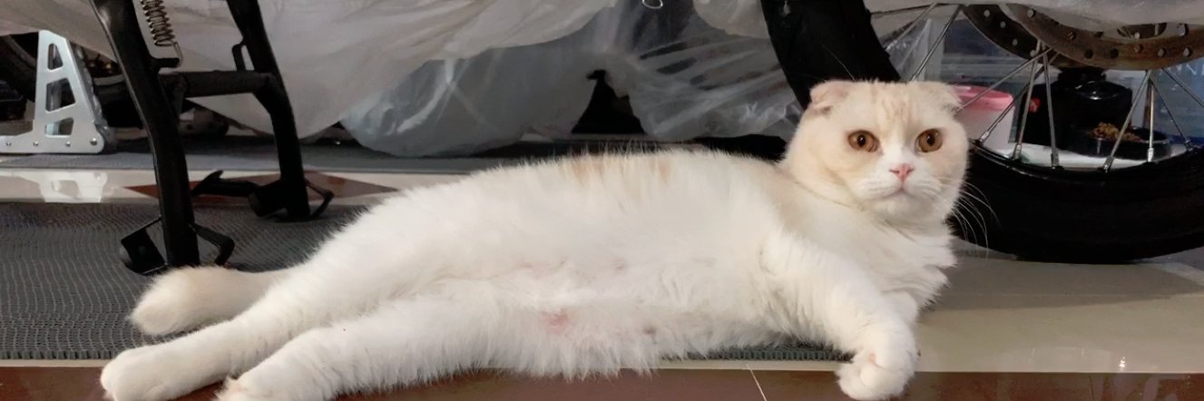 Ae 🌟 A s u Z II 🌟 banner