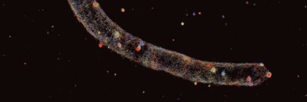 NTfungalcell Profile Banner