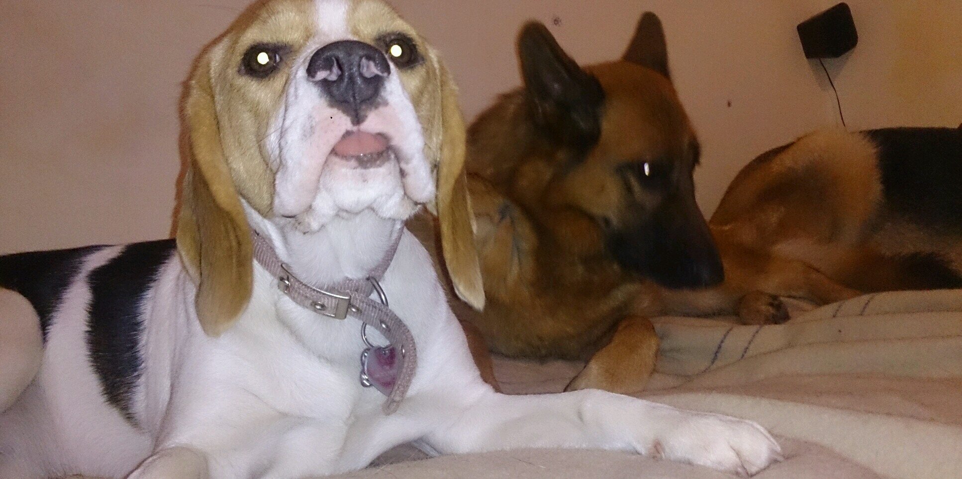 happyirishdogs's profile banner image