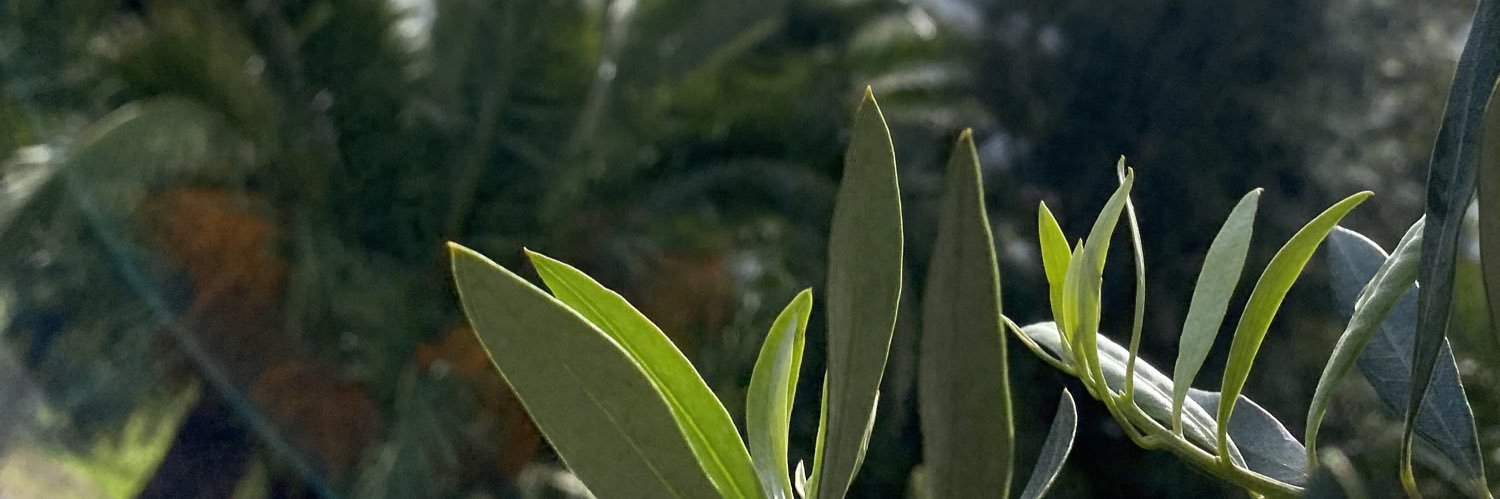 frkymrccn's profile banner image