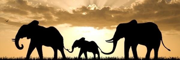 Robin Cronbaugh banner