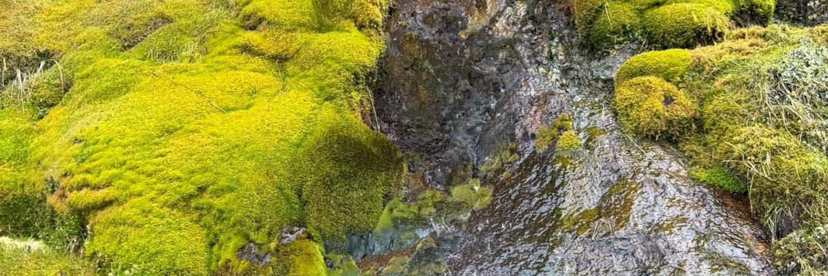 Betopican's profile banner image