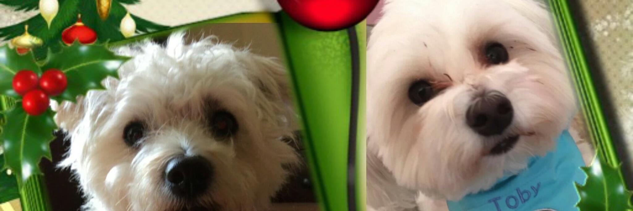 TobyBert1's profile banner image