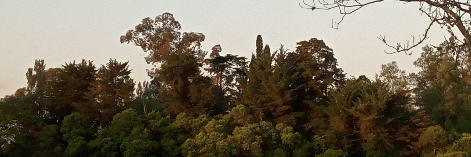 luciiarroyo's profile banner image