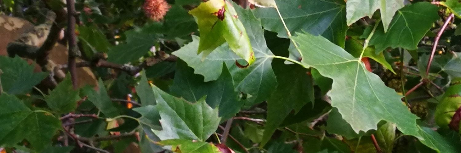 Donnaross7's profile banner image