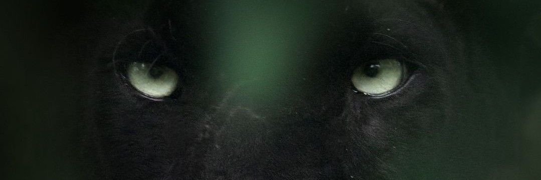 les_rodz's profile banner image