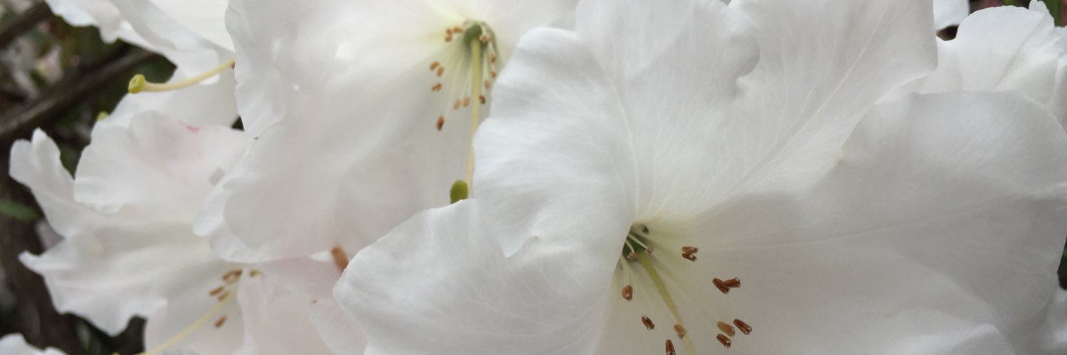 xowmediallc's profile banner image