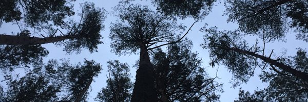 DaryaAverchenko Profile Banner