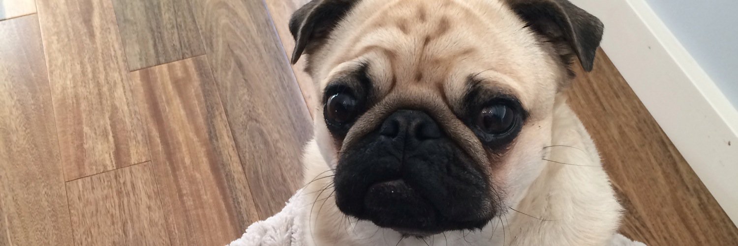 TheNightRooster banner