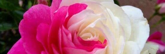 65SANDHYA's profile banner image