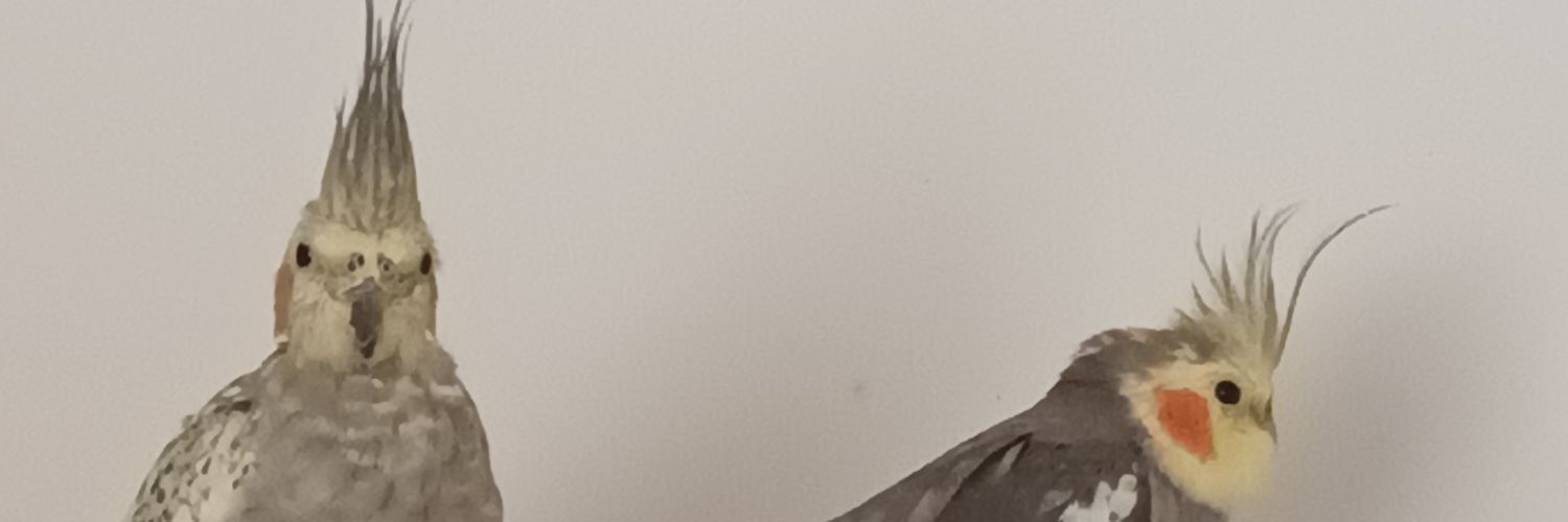 Raw Hyena🧶🐍 banner