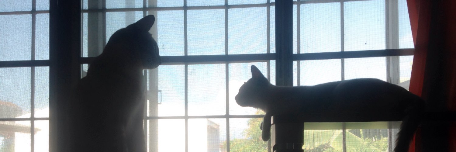 kitten_cute's profile banner image