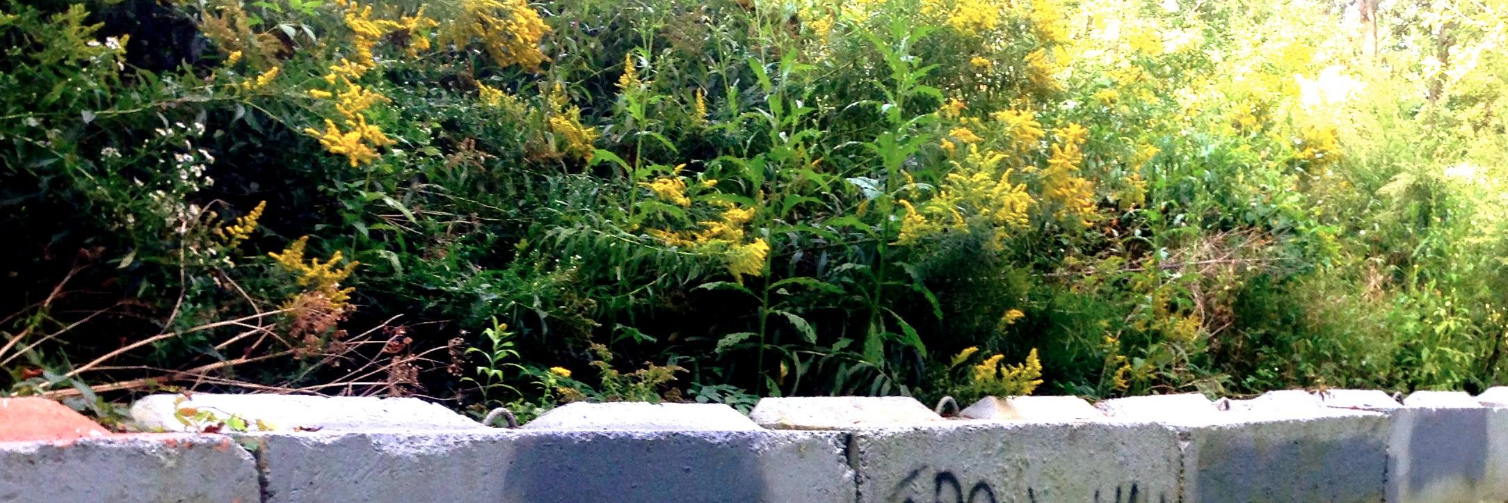 EcoDefenseRadio's profile banner image