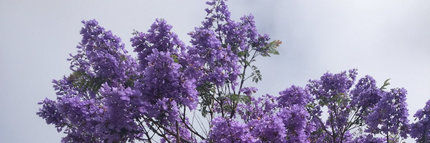 Rachelcorralrio's profile banner image