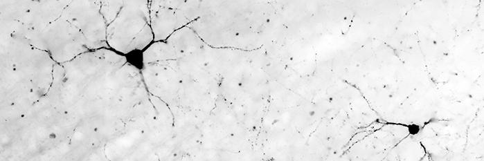 LittleUXLady's profile banner image