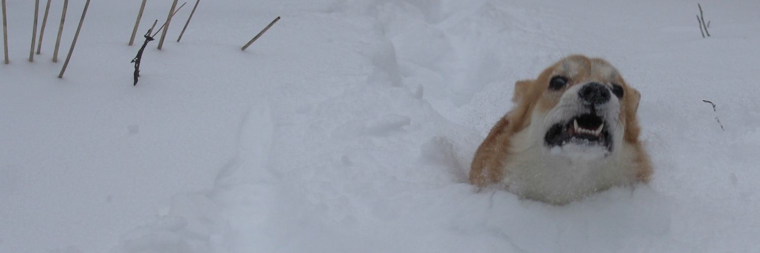 Anka_13's profile banner image