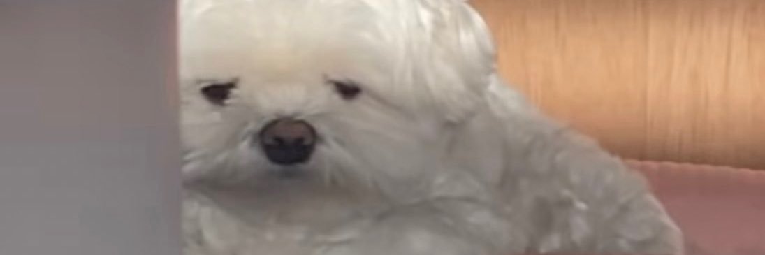 ppppvvvppp's profile banner image