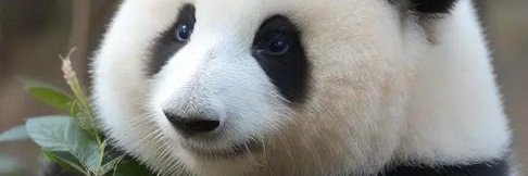 web3panda28's profile banner image