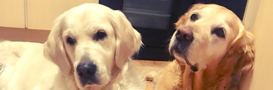 ShelleyForbes's profile banner image