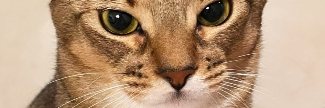 noodlecheeseeee's profile banner image