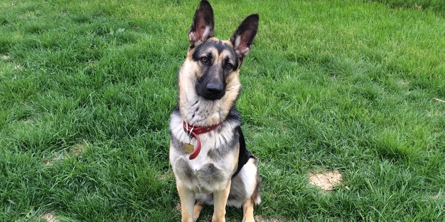 Tyler Leadley banner