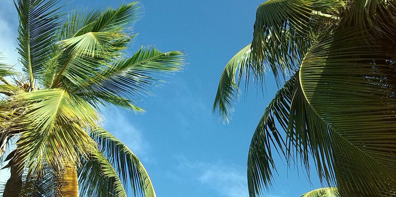 danielabracho_'s profile banner image
