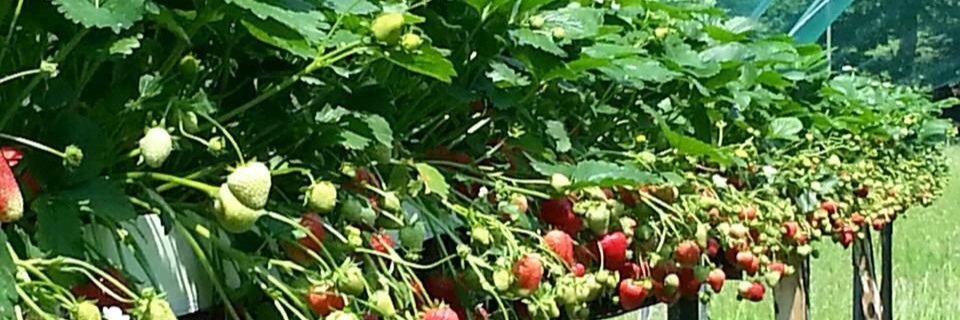 Flevoplanters's profile banner image