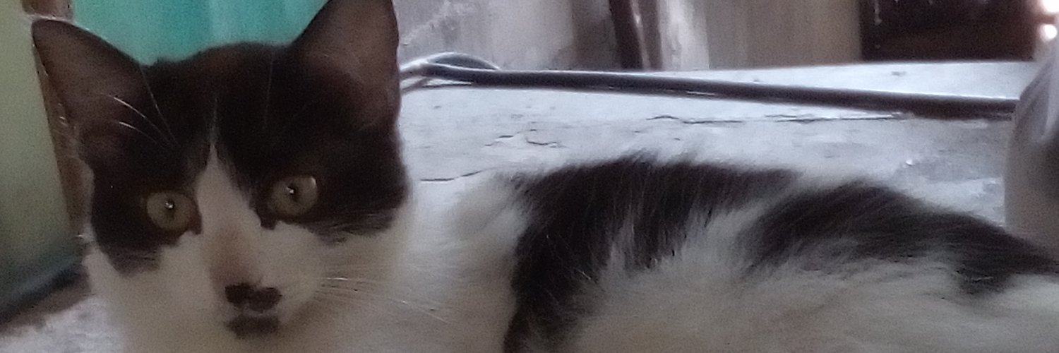 mini2206's profile banner image