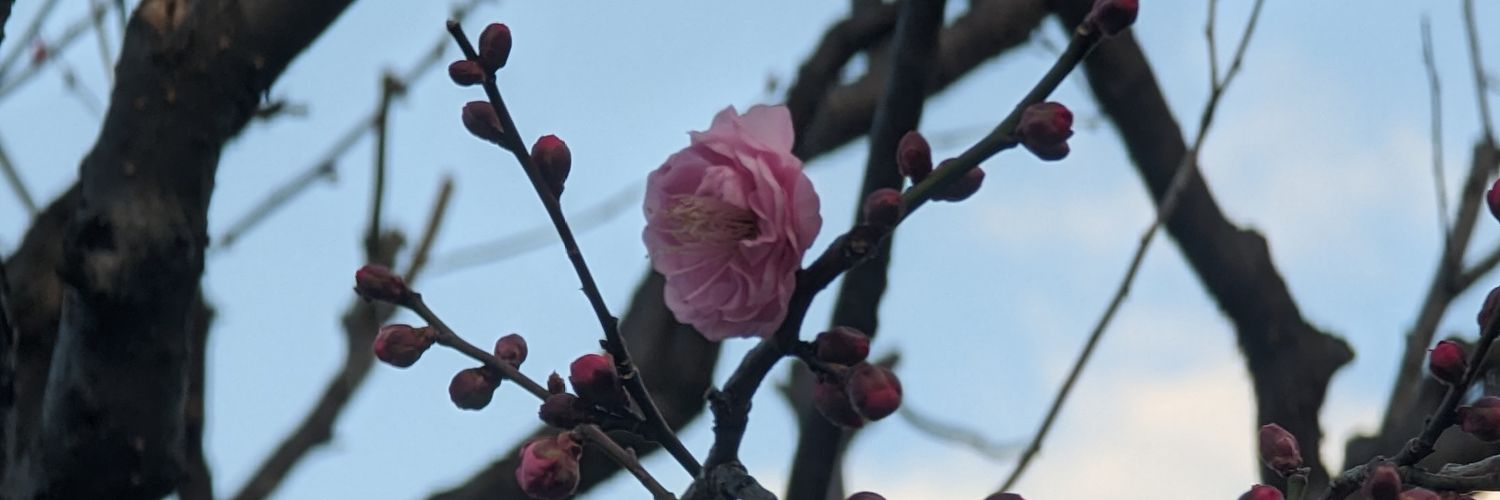 shamrocky's profile banner image