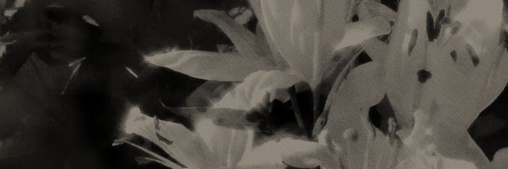 valserose's profile banner image