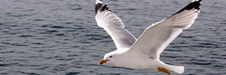 NESET99's profile banner image