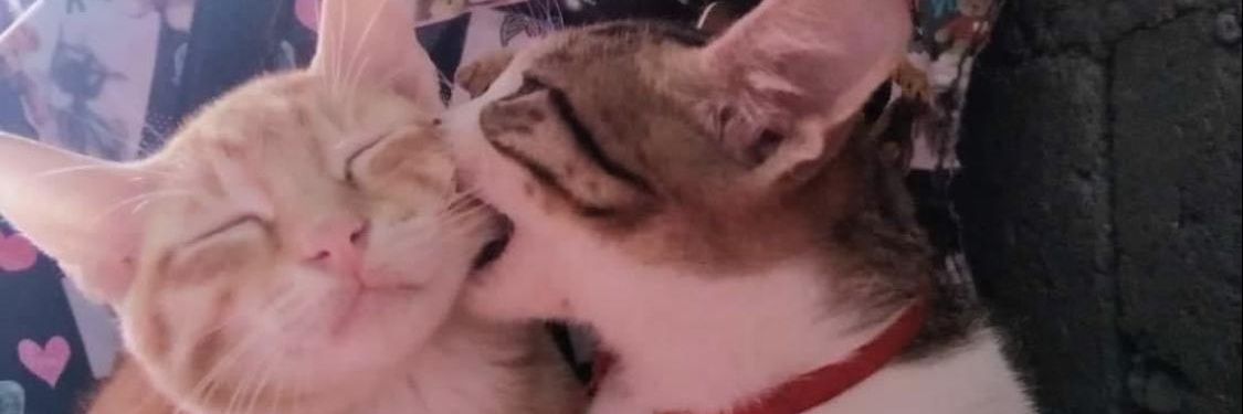 junjeppy's profile banner image