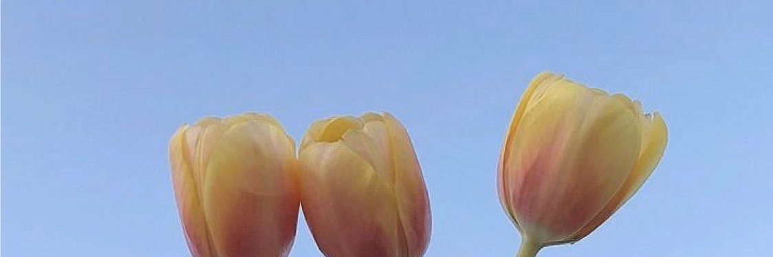 SuzuT0125's profile banner image