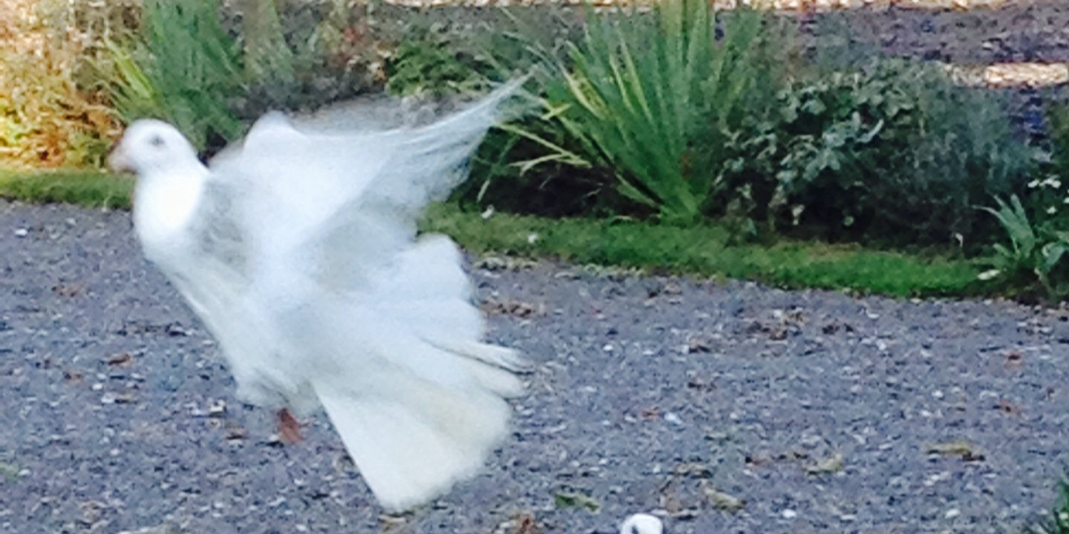 Birds_AW's profile banner image