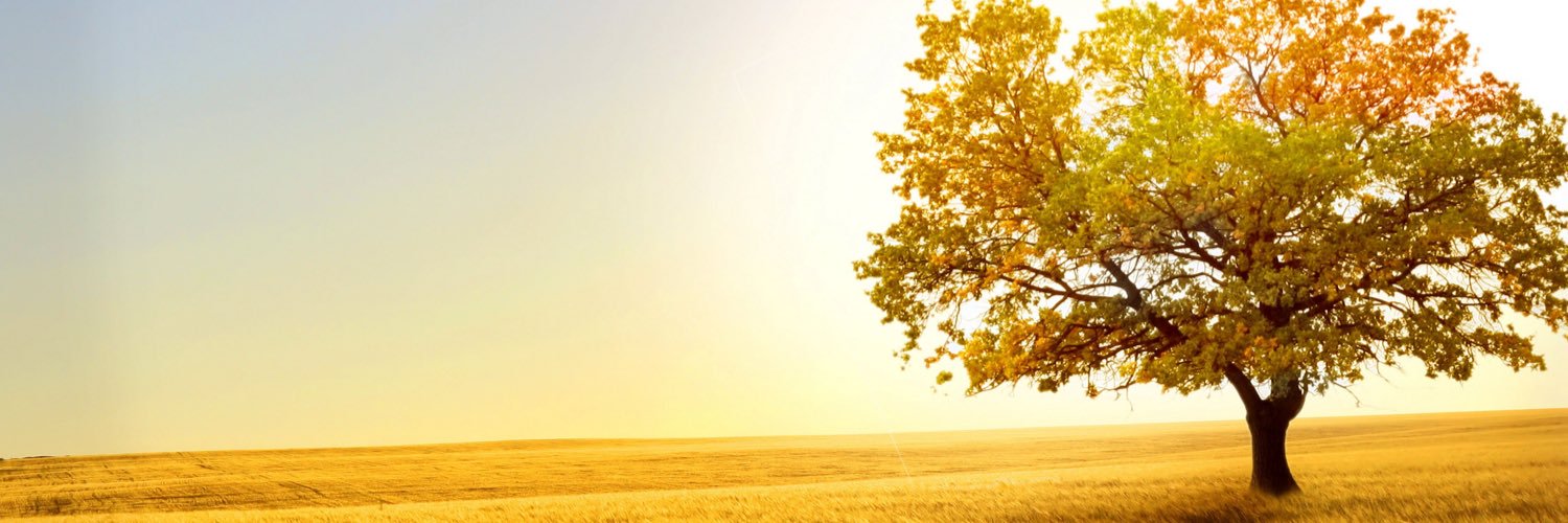 Domonateraider's profile banner image