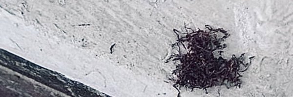 __norminator Profile Banner