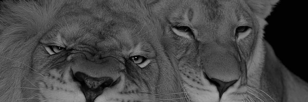 Ronizq8's profile banner image