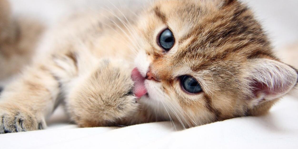 OKcatpic's profile banner image