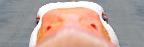 Thiago Moreira banner