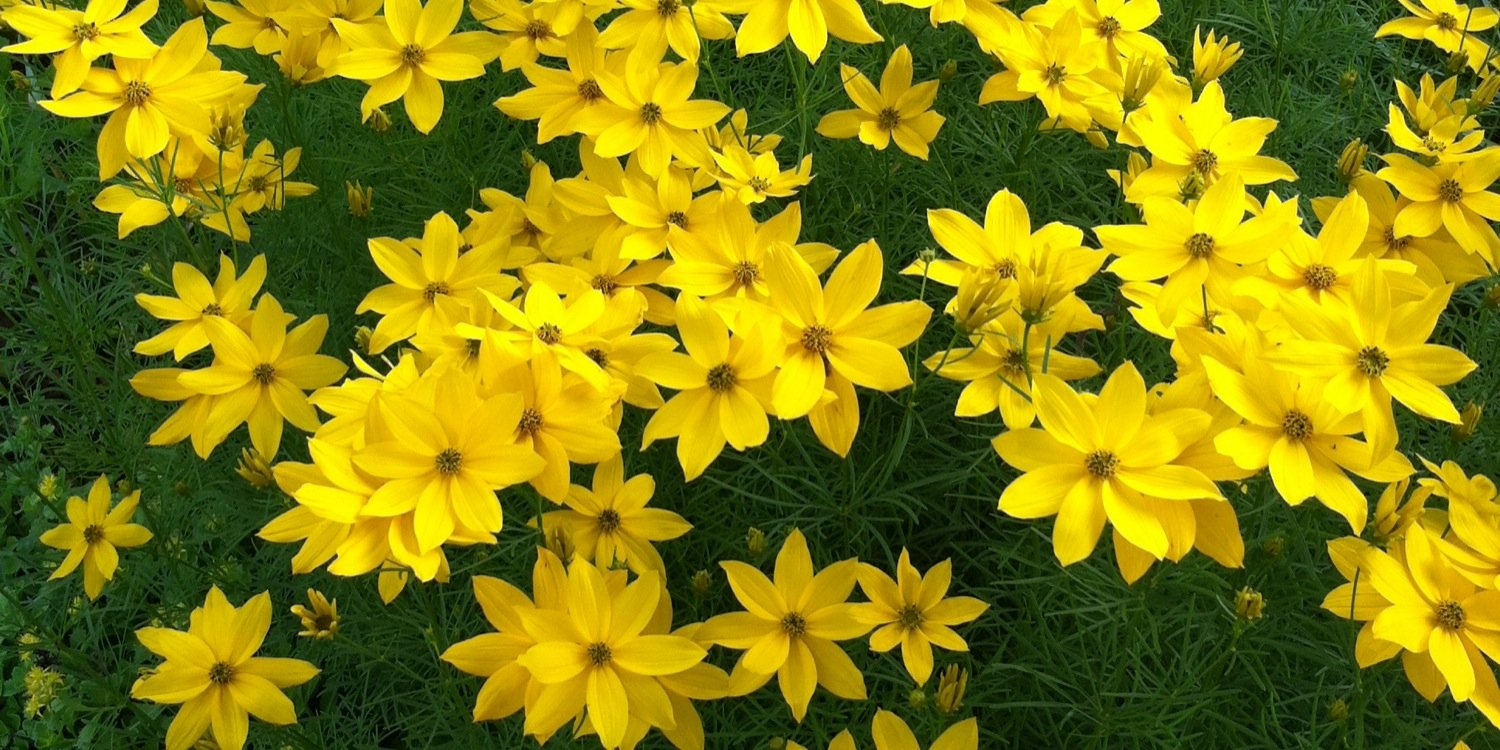 vtsusans's profile banner image