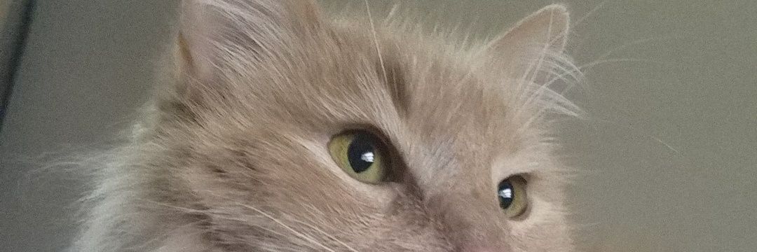 AFintastic's profile banner image