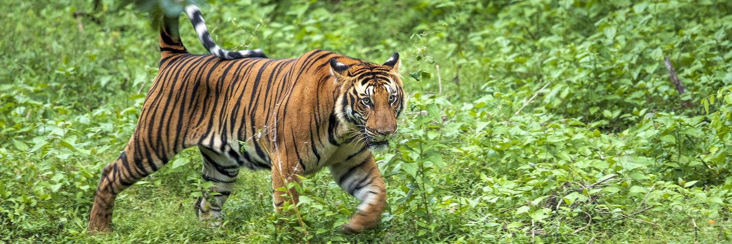 Pug'makar goldie Reddy banner