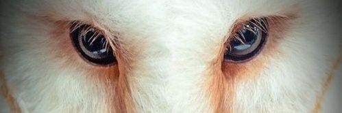 Killian King banner