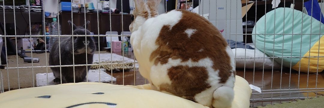 ゆー@もこもこは正義//ミニレッキスころも banner