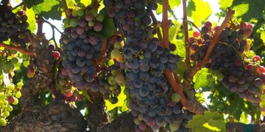 vawinepass's profile banner image