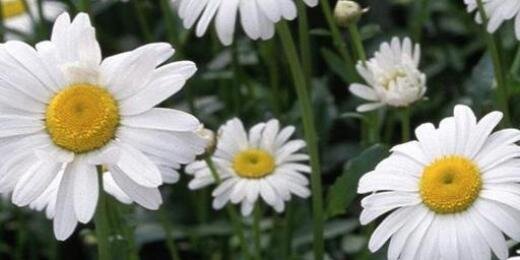 Meaghan Whitten banner